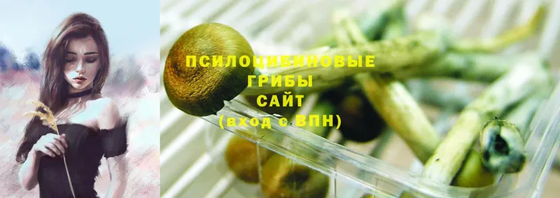 Псилоцибиновые грибы Psilocybine cubensis Правдинск